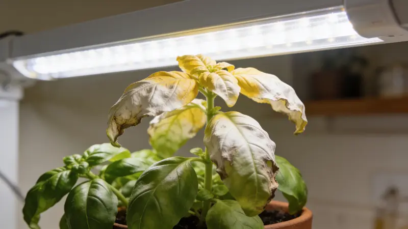 Plant de basilic aux feuilles du sommet décolorées et jaunies, placé très près d'un panneau LED blanc